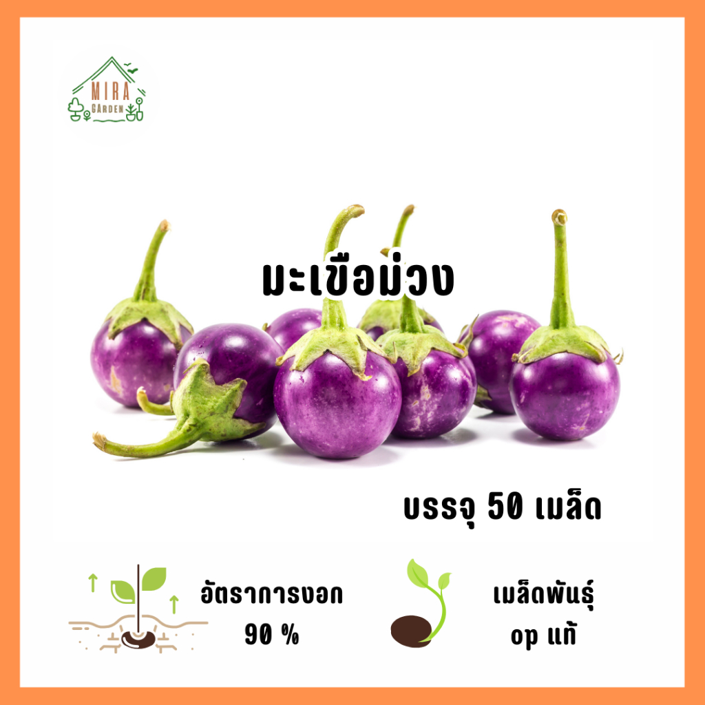 เมล็ดพันธุ์มะเขือม่วง 50 เมล็ด