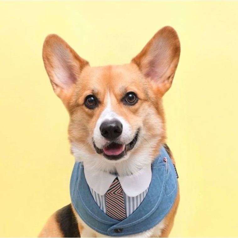 Momoji Wellington Denim Pet Bib - ชุดสูทสุนัข ชุดแมว ชุดสัตว์เลี้ยง ผ้าพันคอสุนัข ชุดยีนส์