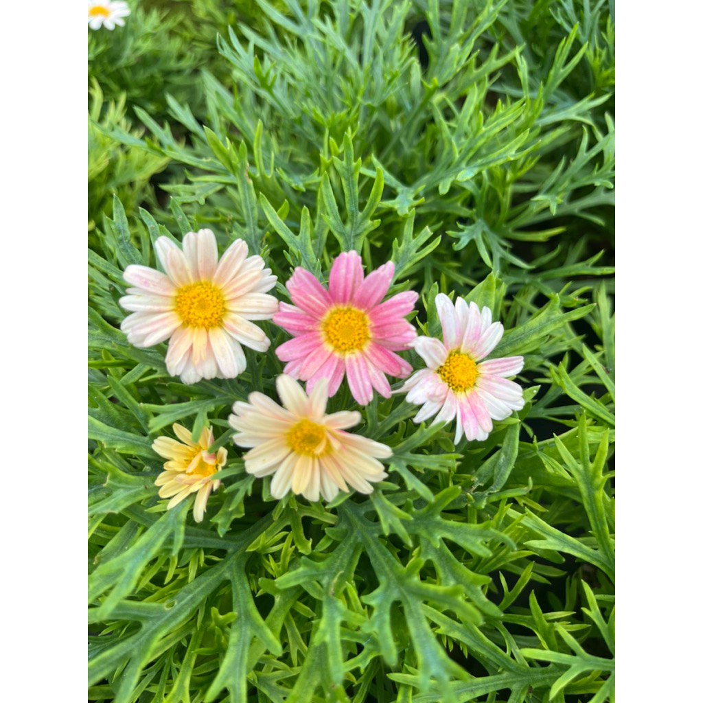 ดอก Daisy ปารีส🌸🌼สีทูโทน 🪴เหลืองชมพู👍แบบถุงดำพร้อมส่ง