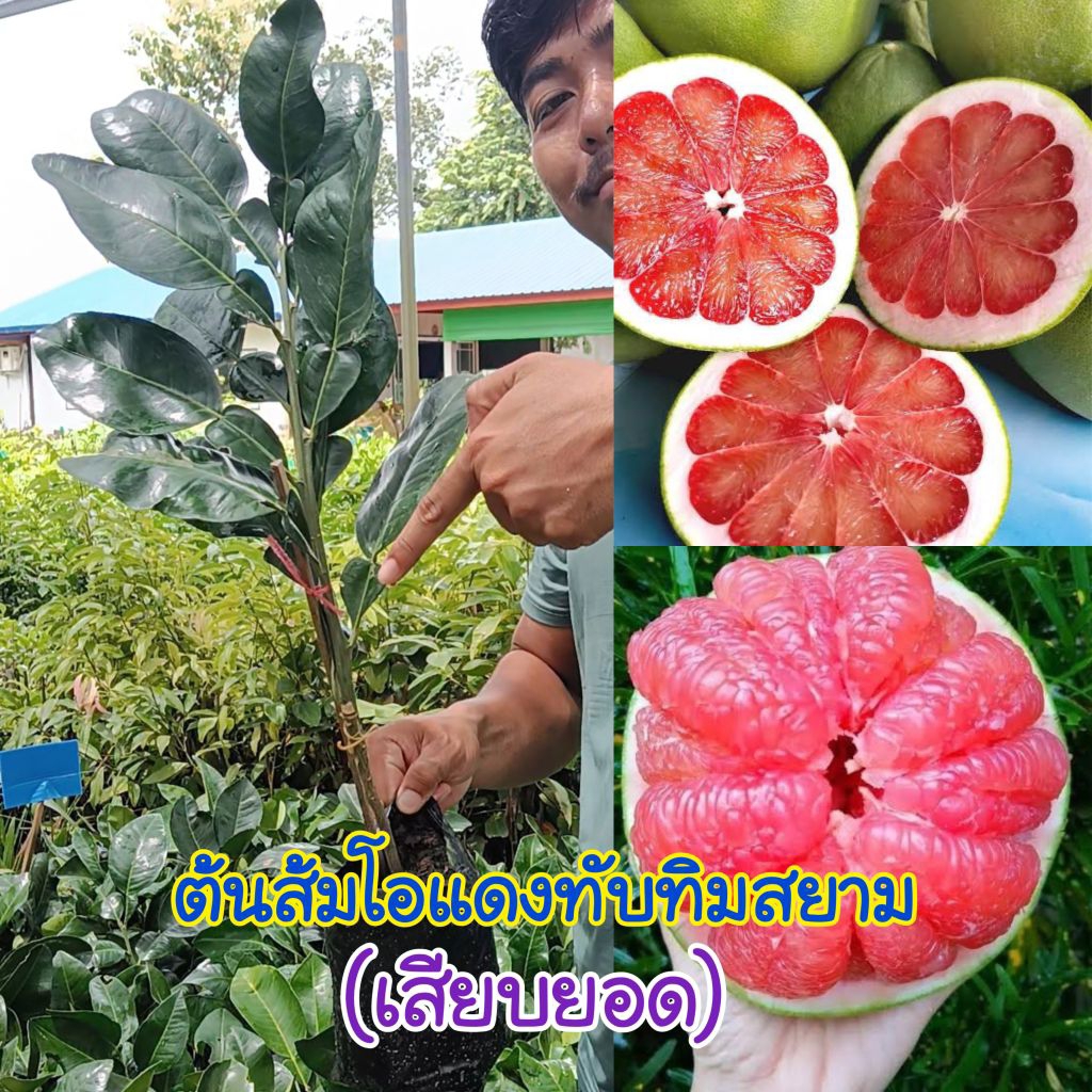 ต้นส้มโอแดงทับทิมสยาม (เสียบยอด) พันธุ์แท้ 100%