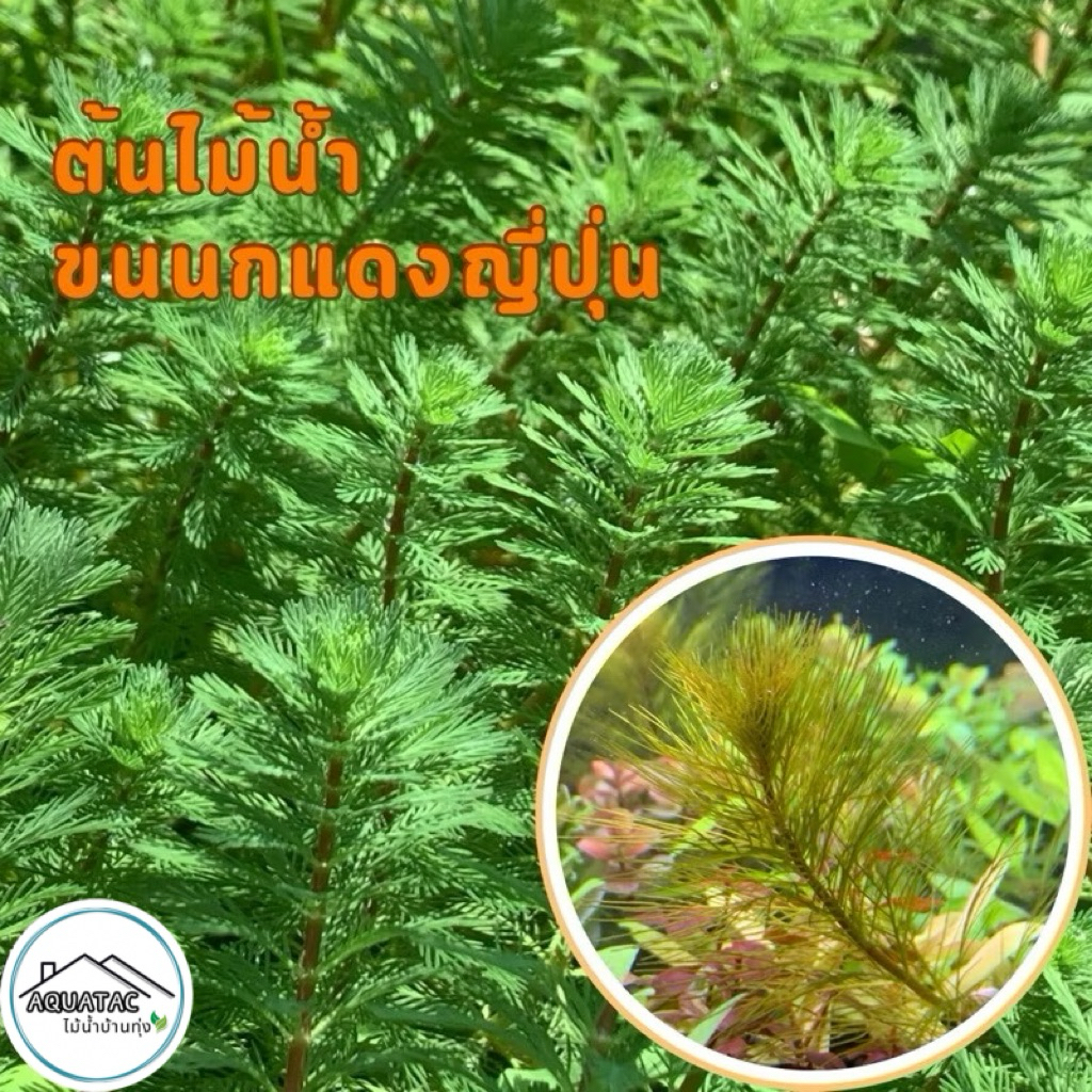 ต้นไม้น้ำ ขนนกแดง Myriophyllum Matogrossense Red ราคา ถูกที่สุด ดีลบีเคเค