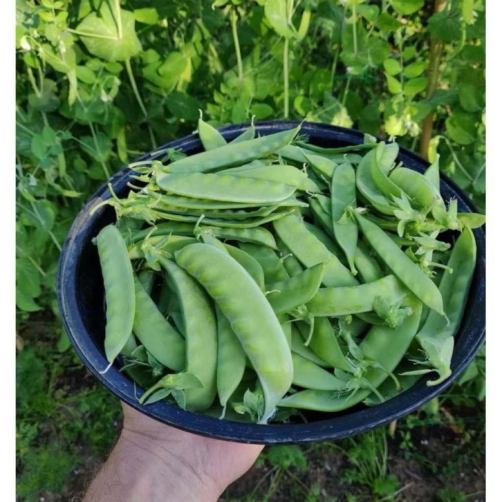 เมล็ดถั่วลันเตา  10 เมล็ด( 10 แถม 2)