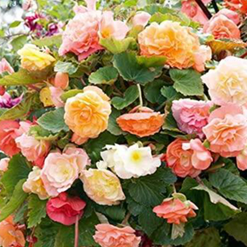 15 เมล็ดพันธุ์ ต้นบีโกเนีย Begonia เป็นดอกไม้ ต้นไม้ ที่แทนสัญลักษณ์แห่งความรัก