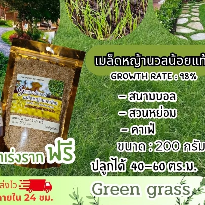 เมล็ดหญ้านวลน้อย แท้ manilla grass ขนาด 100 และ 200 กรัม แถมน้ำยาเร่งราก