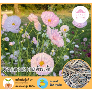 ดอกคอสมอสคัพเค้ก 200 เมล็ด