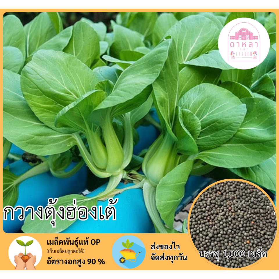กวางตุ้งฮ่องเต้ 1,000 เมล็ด