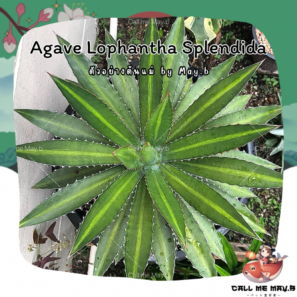 Agave Lophantha Splendida อากาว่า โลแฟนทา | จัดส่งแบบถอดราก