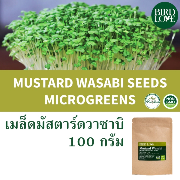 เมล็ดไมโครกรีนมัสตาร์วาซาบิ (ออร์แกนิค) 100 กรัม Mustard Wasabi ( Organic) Microgreens seeds 100 g.