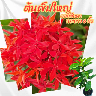 ต้นเข็มใหญ่ เข็มดอกใหญ่ สีแดง เข็มแดงใบใหญ่ ขนาดกระถาง 6 นิ้ว