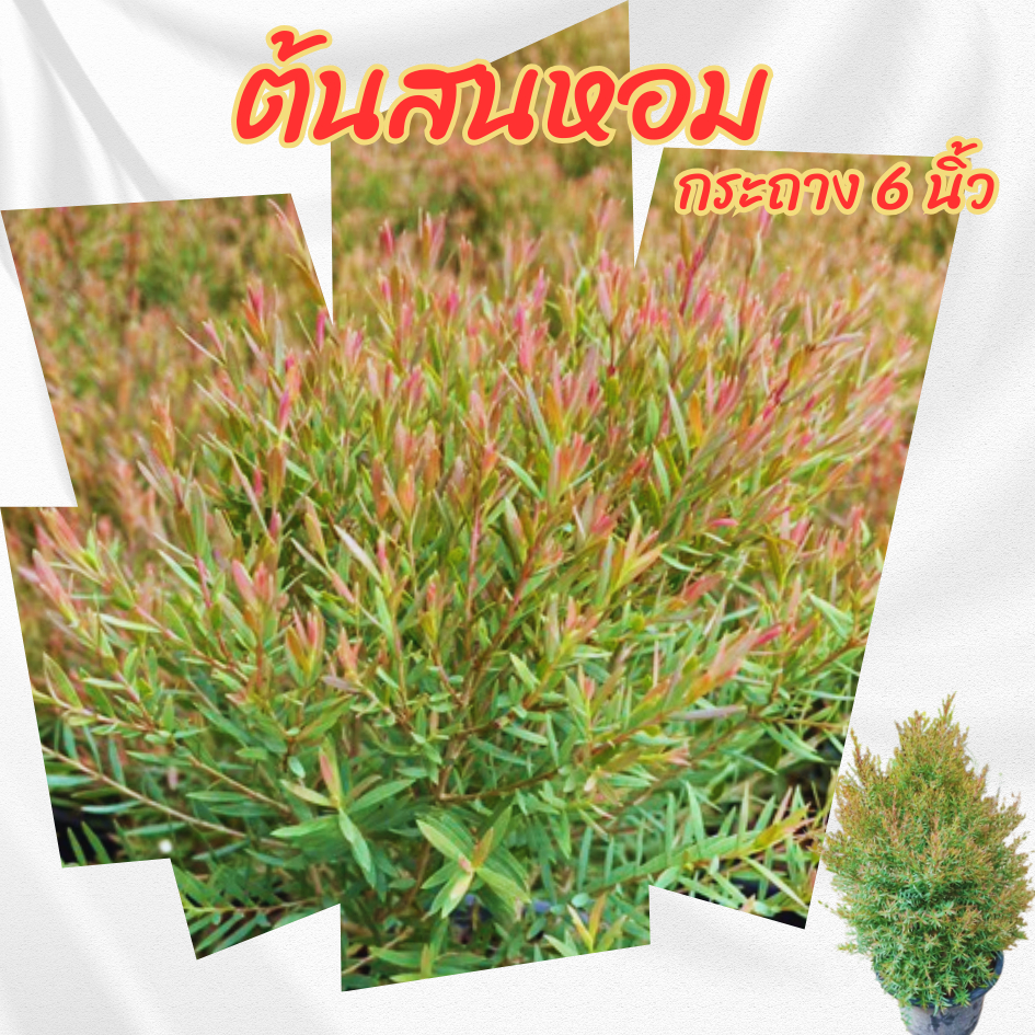 ต้นสนหอมไล่ยุง พร้อมกระถาง 5- 6 นิ้ว🌲