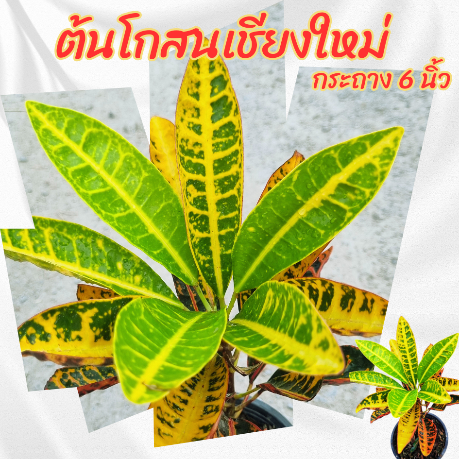 ต้นโกสนเชียงใหม่ กระถาง 6 นิ้ว(ส่งพร้อมกระถาง)