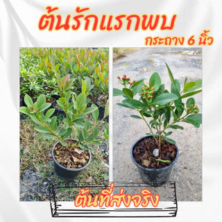 ต้น รักแรกพบ สีส้ม กระถาง 6 นิ้ว (ขั้นต่ำ 2 ต้น )