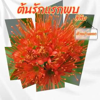 ต้น รักแรกพบ สีส้ม กระถาง 6 นิ้ว (ขั้นต่ำ 2 ต้น )