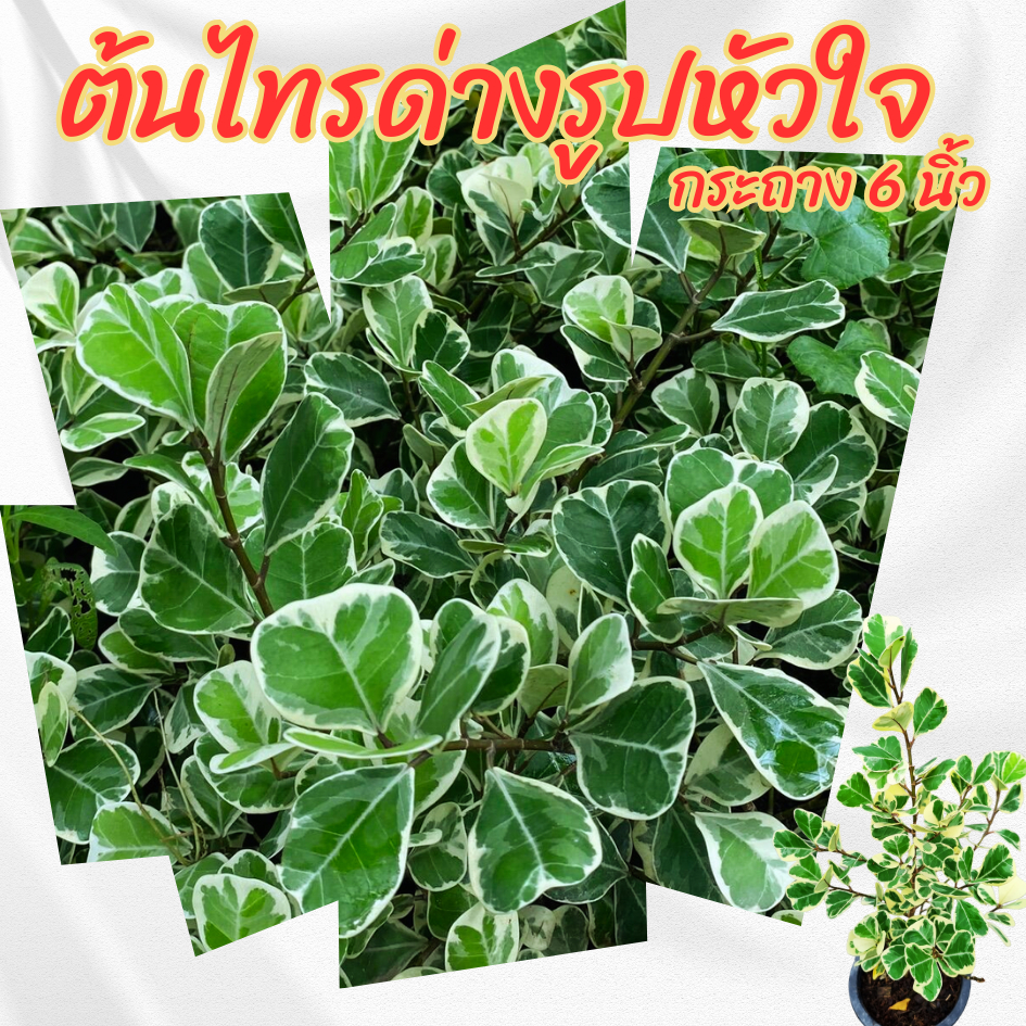 ต้นไทรด่าง สาริกาด่างรูปหัวใจ กระถาง 6 นิ้ว(ส่งพร้อมกระถาง)ไม้จัดสวน
