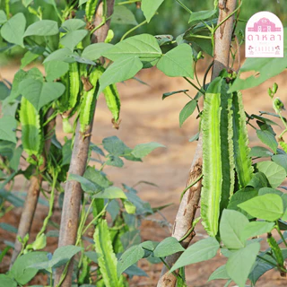 เมล็ดพันธุ์ถั่วพลู 10 เมล็ด