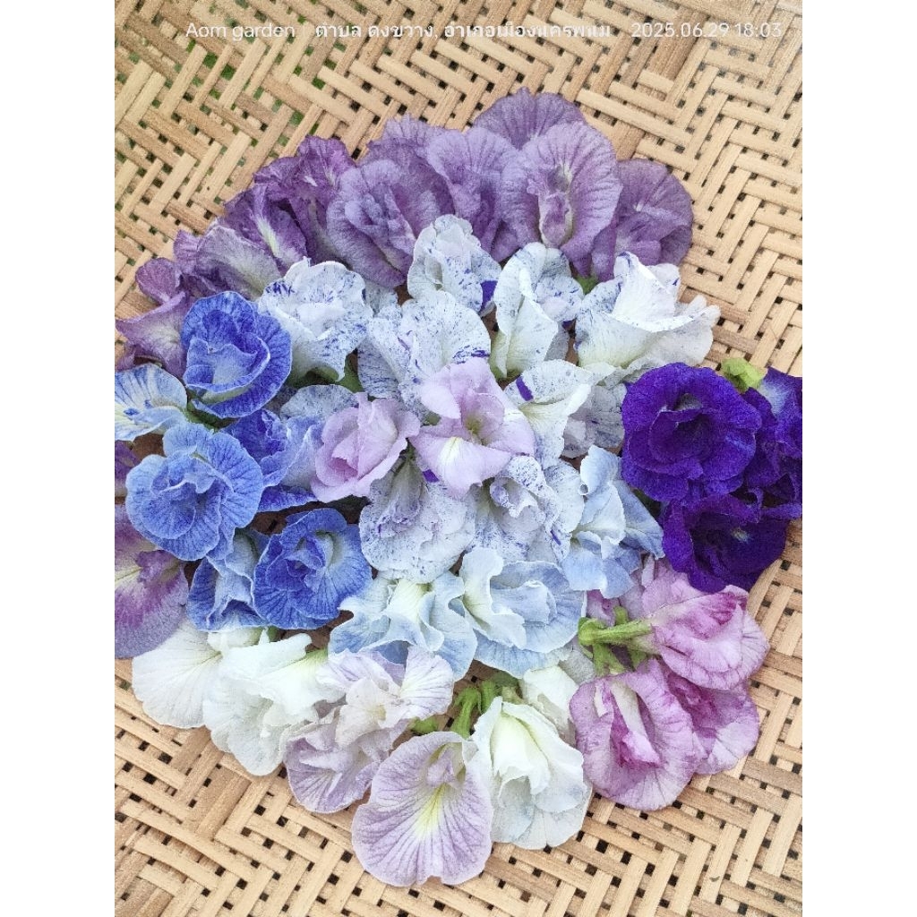 เมล็ดดอกอัญชันหลากสี เมล็ดอัญชันคละสี20เมล็ด