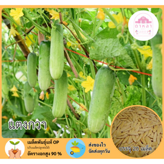 แตงกวา จำนวน 20 เมล็ด