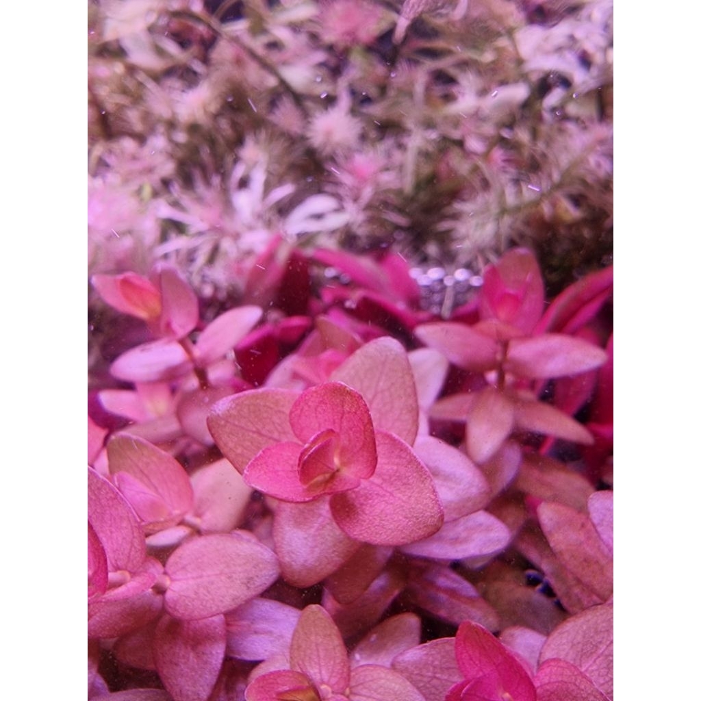 บาโคป้าแดง (Bacopa colorata) ตัวแรร์ ขายชุดละ 3 กิ่ง