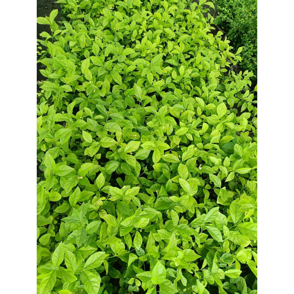 ต้นดอกมะลิร้อยมาลัย 1 ต้น 1 ถุงดำ กลิ่นหอมสูงประมาณ 20-30 ซม - รูปที่ 3