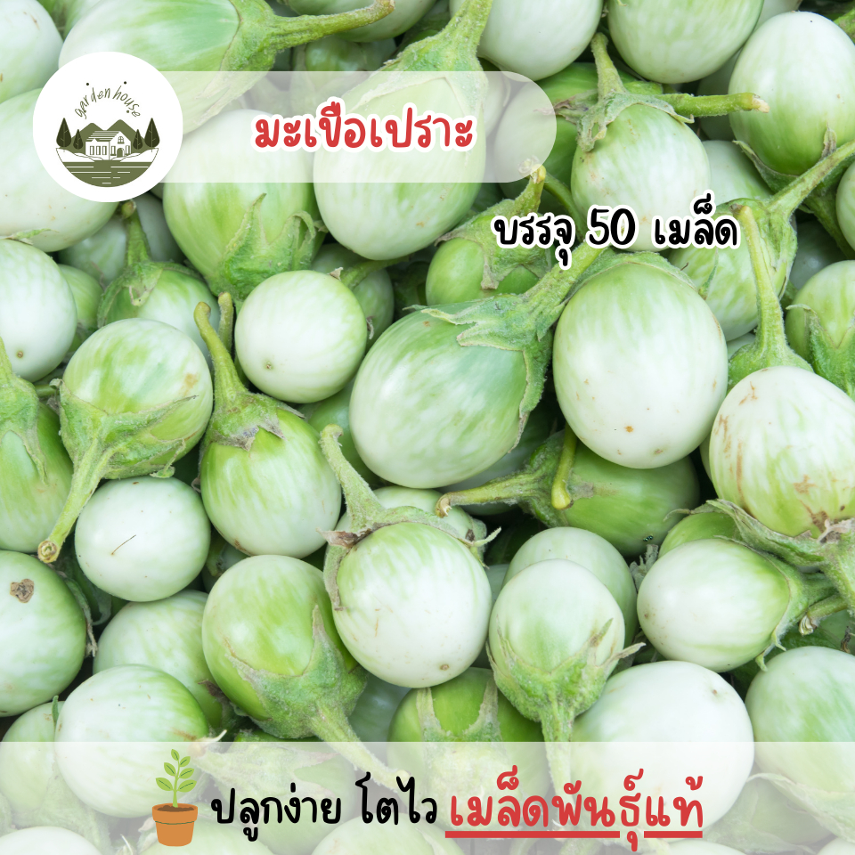 เมล็ดพันธุ์มะเขือเปราะ 50 เมล็ด