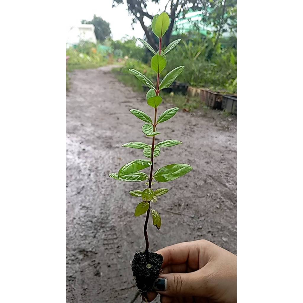 ต้นกล้า ฝรั่งขี้นก ใส้แดง  ฝรั่งขี้นกไส้ชมพู ต้นกล้าละ 12  บาท  Red Guava or  Pink guava  ฝรั่งขี้นก