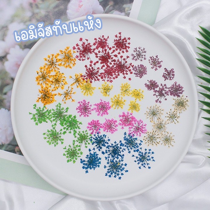 ดอกเอมิมาจัสทับแห้ง ดอกไม้จริงทับแห้ง ขนาด2-2.5 cm สำหรับตกตแต่งเครื่องประดับ เคส น้ำยาเรซิ่น ต่างๆ 