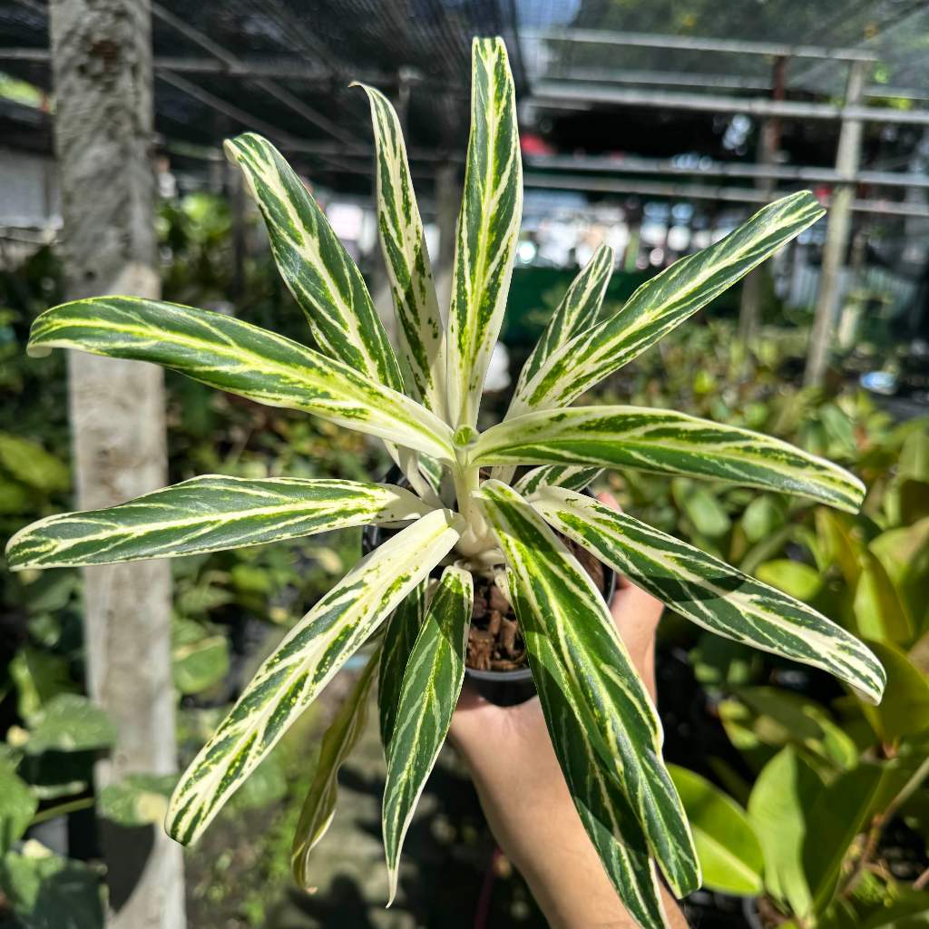 Aglaonema อโกลนีม่า เศรษฐีรวงข้าว ไม้ด่าง