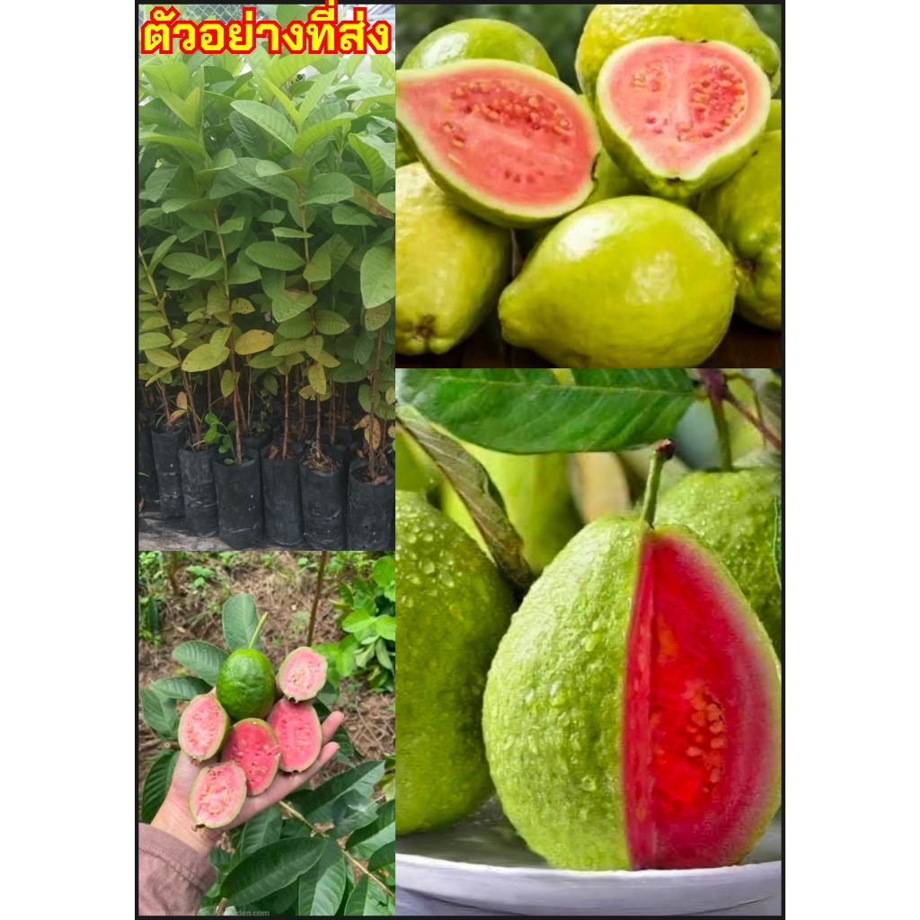 5ต้น เพาะเมล็ด ต้นฝรั่งขี้นกไส้แดง ฝรั่งขี้นกไส้แดง ฝรั่งไส้แดง Pink guava Red Guava / kalawoay