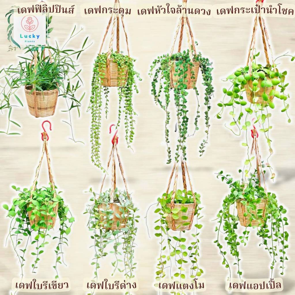 🌿(เดฟแบบสั้น) ฟิลิปปินส์/กระดุม/หัวใจ/กระเป๋านำโชค/ใบรีเขียว/ใบรีด่าง/แตงโม/แอปเปิ้ล+ชุดกระถางสานขนาด 5 นิ้ว+ตะขอแขวน