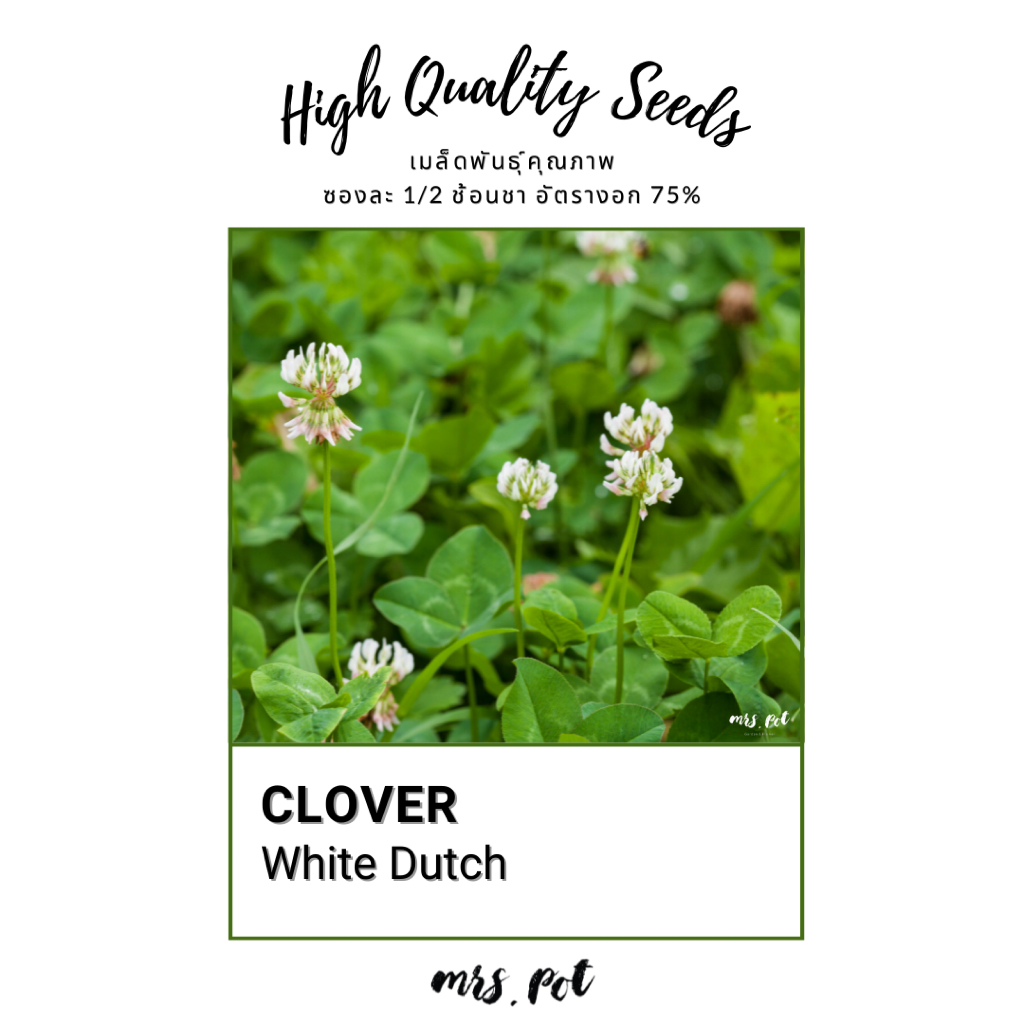 เมล็ดโคลฟเวอร์ สายพันธุ์ White Dutch Clover รหัส095