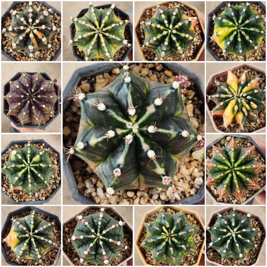 (มาใหม่ทั้งหมด) ไม้collection Gymnoด่างสวย ไม้ประกวด ตัวแรร์ ไซส์ใหญ่แม่พันธุ์ กระถาง 3นิ้ว