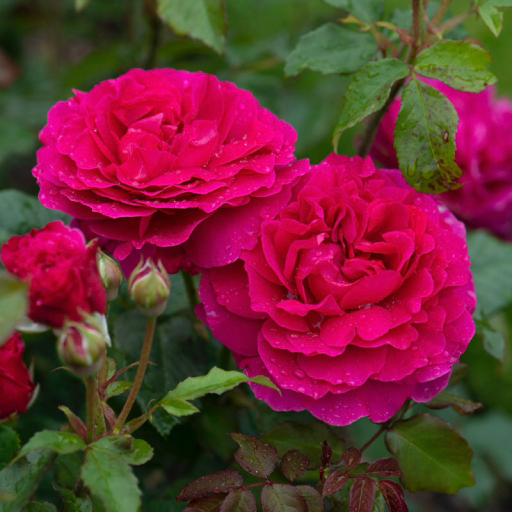 กุหลาบกาเบรียลโอ๊ค (Gabriel Oak