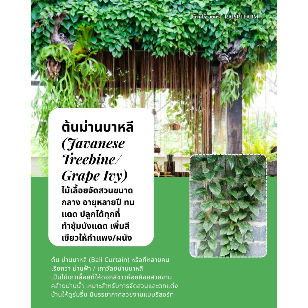 [กิ่งพันธุ์ตัดสด / กล้าชำ] ม่านบาหลี : Japanese Treebine [ยาว 10 cm.]
