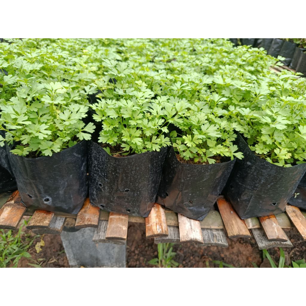 🌱ต้นผักซะแงะ ผักหอมแย้ หรือผักชีไร่ ผักสวนครัวที่มีกลิ่นหอมเฉพาะตัว ชุด2ต้น69บาท - รูปที่ 2