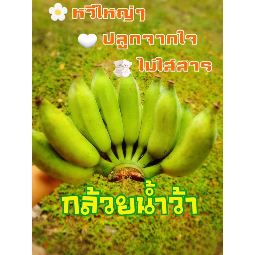กล้วยน้ำว้า (ส่งแบบดิบ) ราคาหวีละ25บาท