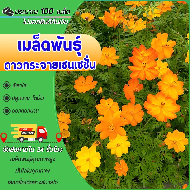 100 เมล็ด เมล็ดพันธุ์ ดาวกระจายเซนเซชั่น ดอกคอสมอส คละสี Sensation Cosmos เมล็ดพันธุ์แท้