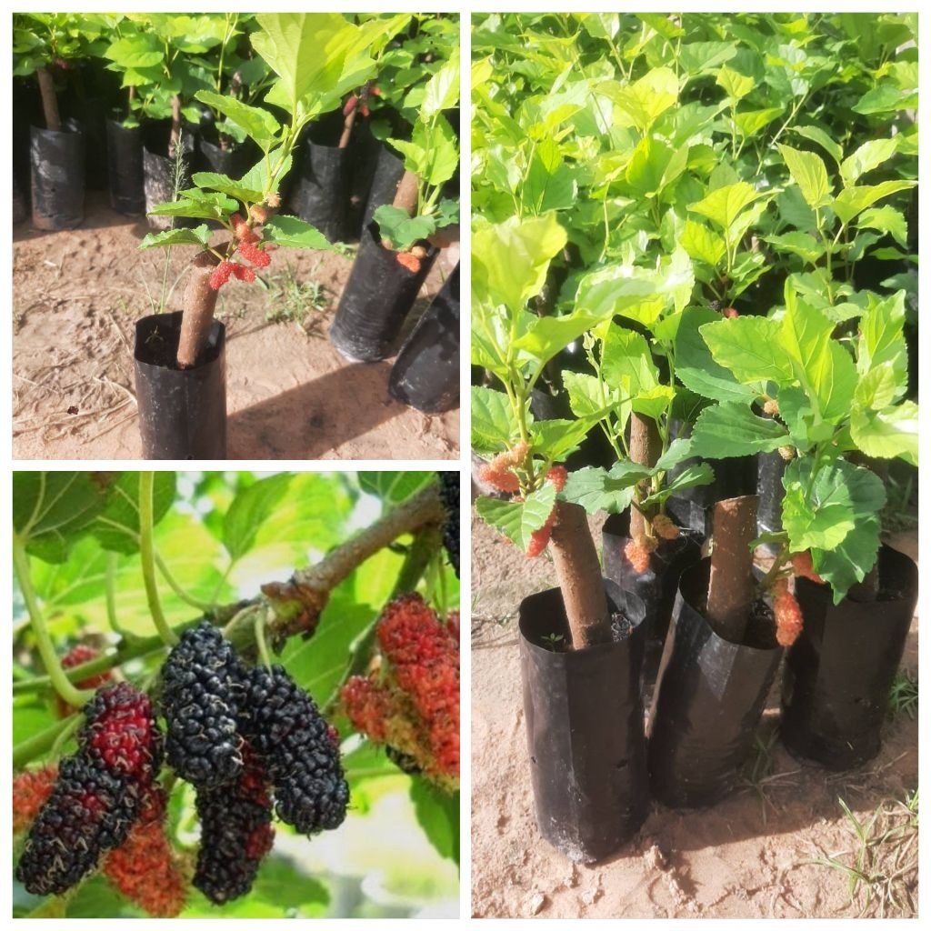 ต้นหม่อนมัลเบอร์รี่ 🌿 ซื้อ 1️⃣ แถม 1️⃣ ต้น แบบชำกิ่ง
