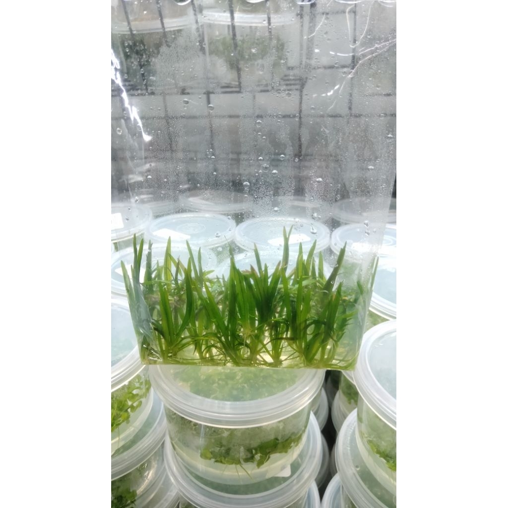 ต้นไม้น้ำหญ้าซาจิเป็นไม้สำหรับปูพื้นตู้ไม่ต้องใช้ co2 (ไม้เนื้อเยื่อ)
