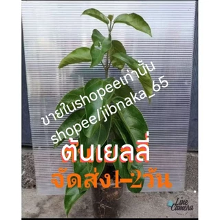 ต้นเยลลี่ ต้นทรงพุ่ม ใบใหญ่ๆ เลือกต้นได้เลยครับ (1ส.ค.2569) พร้อมส่ง