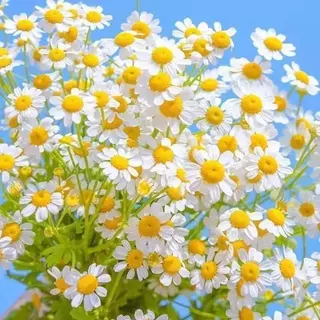 300 เมล็ด เมล็ดพันธุ์ คาโมมายล์ เยอรมัน Chamomile Seed เมล็ดพันธุ์แท้ นำเข้าจากต่างประเทศ ถูกดี