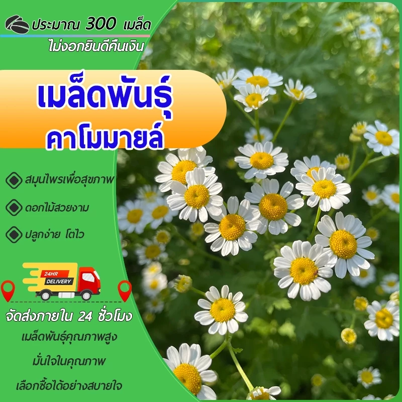 300 เมล็ด เมล็ดพันธุ์ คาโมมายล์ เยอรมัน Chamomile Seed เมล็ดพันธุ์แท้ นำเข้าจากต่างประเทศ ถูกดี