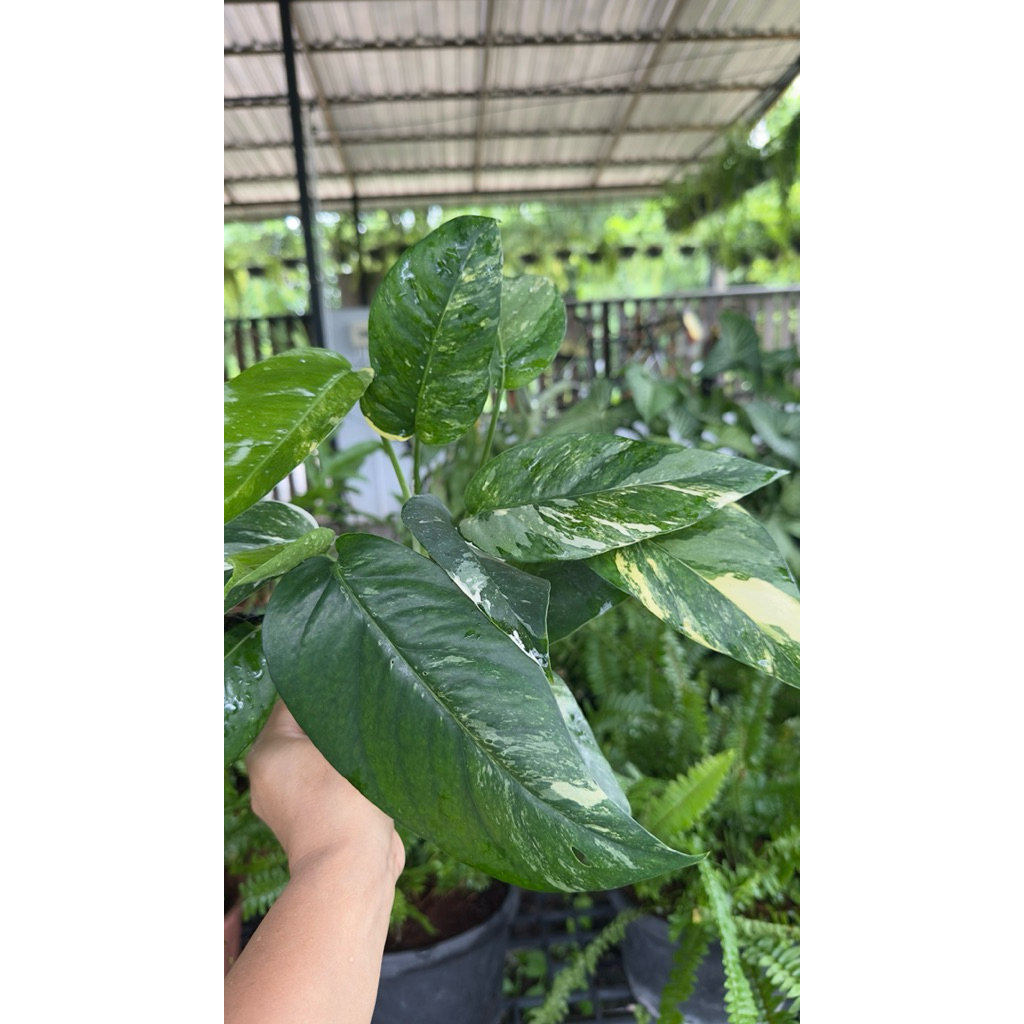 อิพิด่างขาว ไม้ฟอกอากาศ ฟอร์มสวย - รูปที่ 3