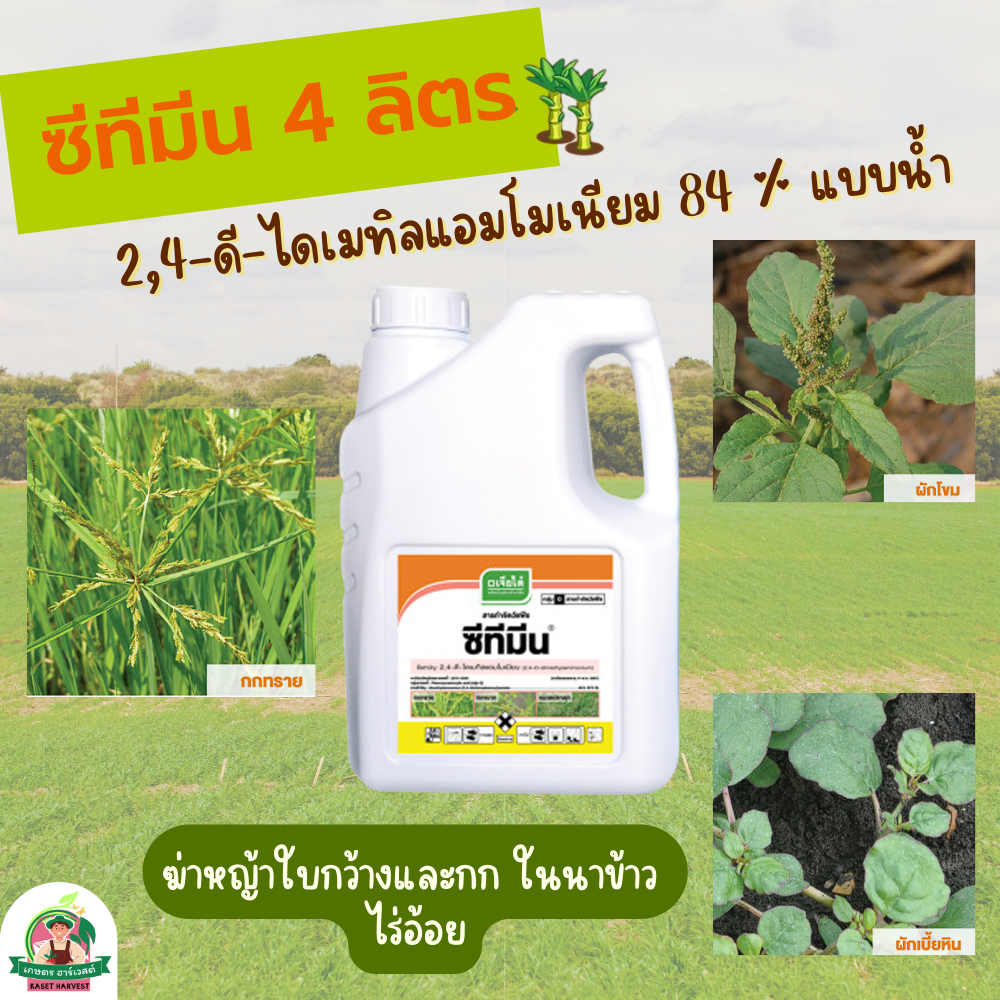 ซีทีมีน 4 ลิตร 2,4-ไดเมทิลแอมโมเนียมน้ำ เจียไต๋ ยาฆ่าหญ้าใบกว้างกกในไร่อ้อย นาข้าว