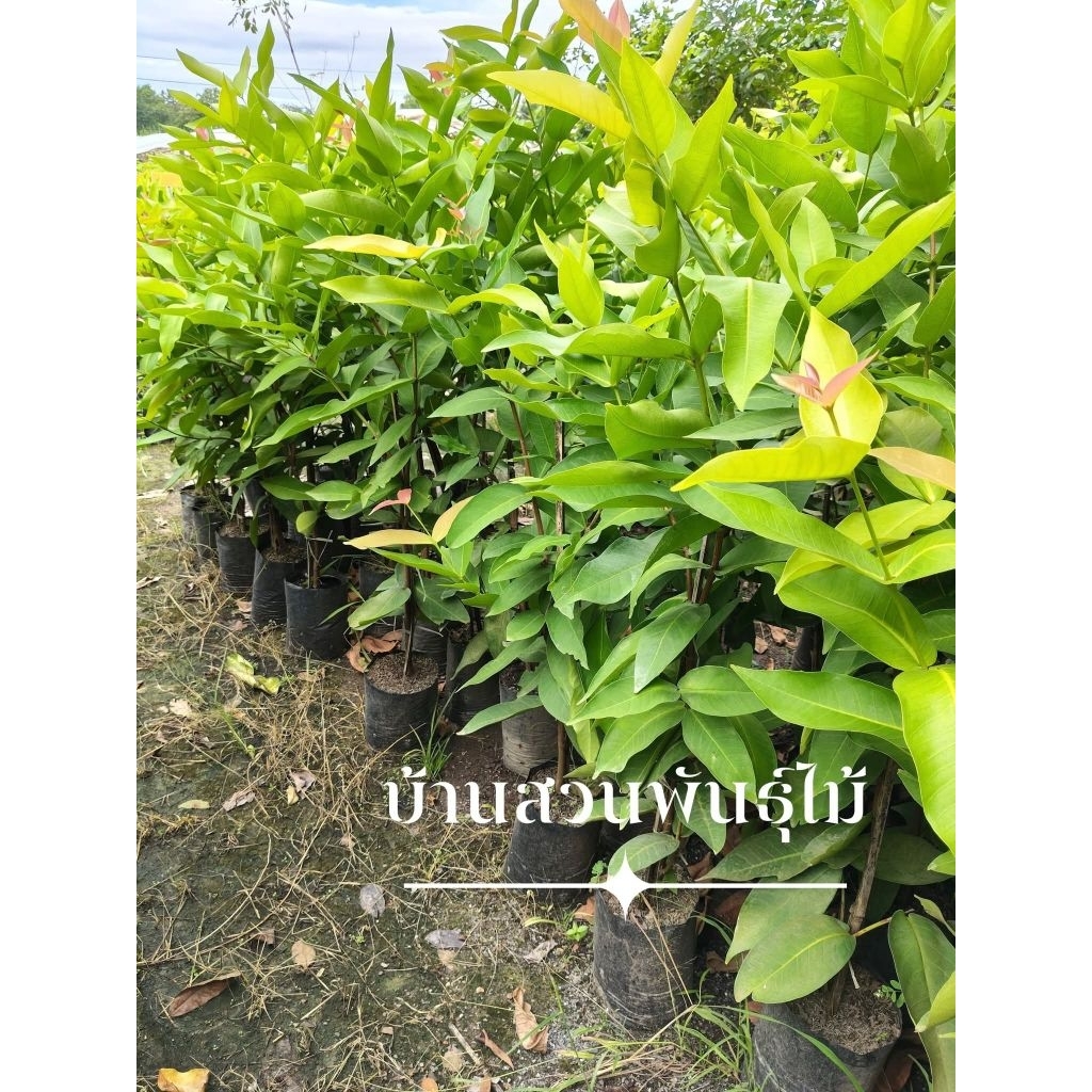 ต้นชมพู่ พันธุ์ทับทิมจันทร์ ต้นกิ่งตอน สูง 100-120 ซม.