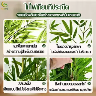 🎍สีไม่จางลง50ปี🎍ต้นไม้ปลอม ต้นไม้ปลอมใหญ่ 100/120/150/180cm ความจำลอง 99% สไตล์นอร์ดิก ต้นไผ่ ต้นไผ่ปลอมสวยๆ