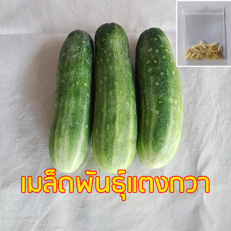 เมล็ดพันธุ์แตงกวา เมล็ดแตงกวา [50 เมล็ด] พันธุ์พื้นบ้าน ต่อพันธุ์ได้ แตงกวา พันธ์แตงกวา ## เมล็ดพันธุ์ผัก ผักสวนครัว