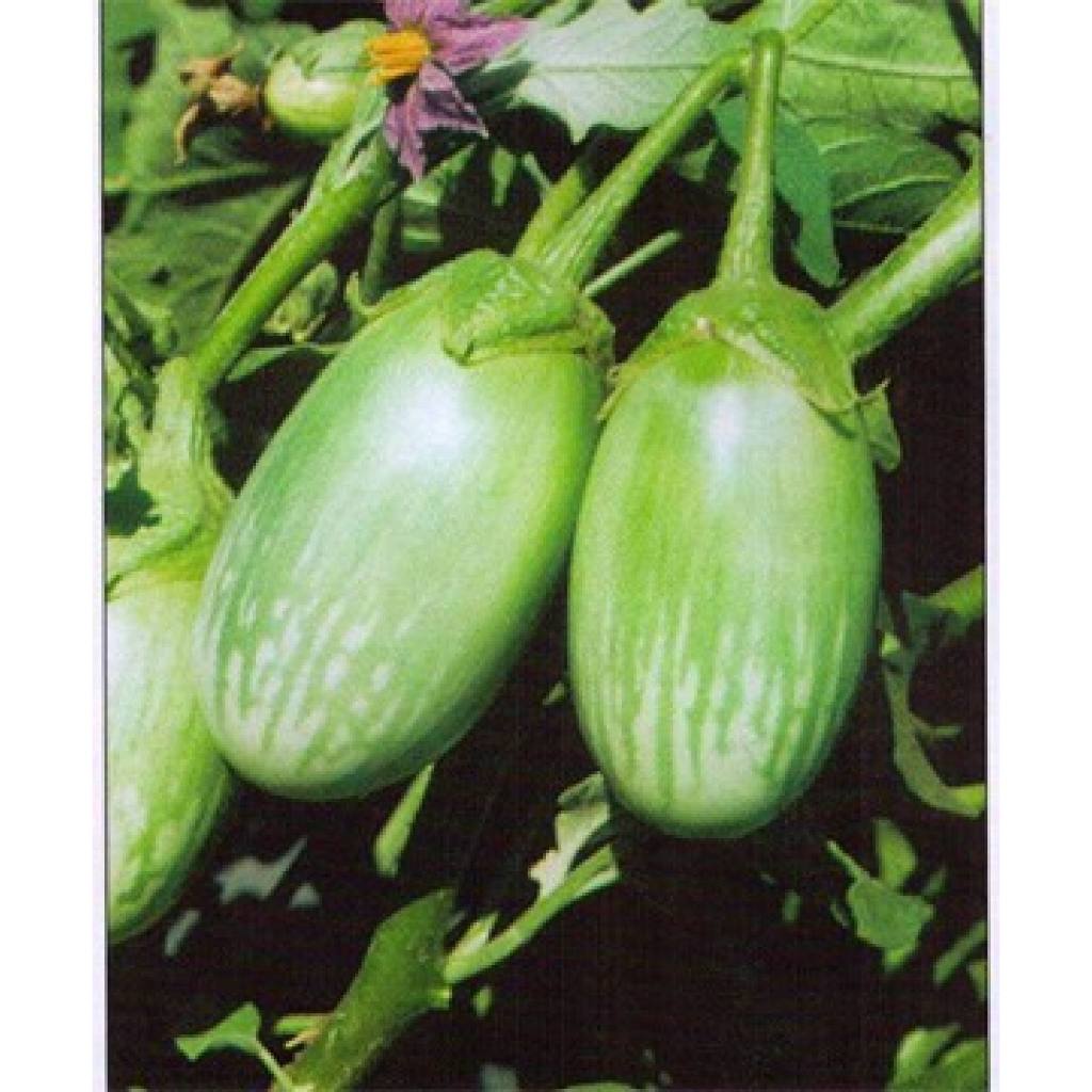 Thai Eggplant Seeds 200 Seeds, Giant Eggplant Seeds, Yok Poo Pan, Easy to Grow, High Germination Rat