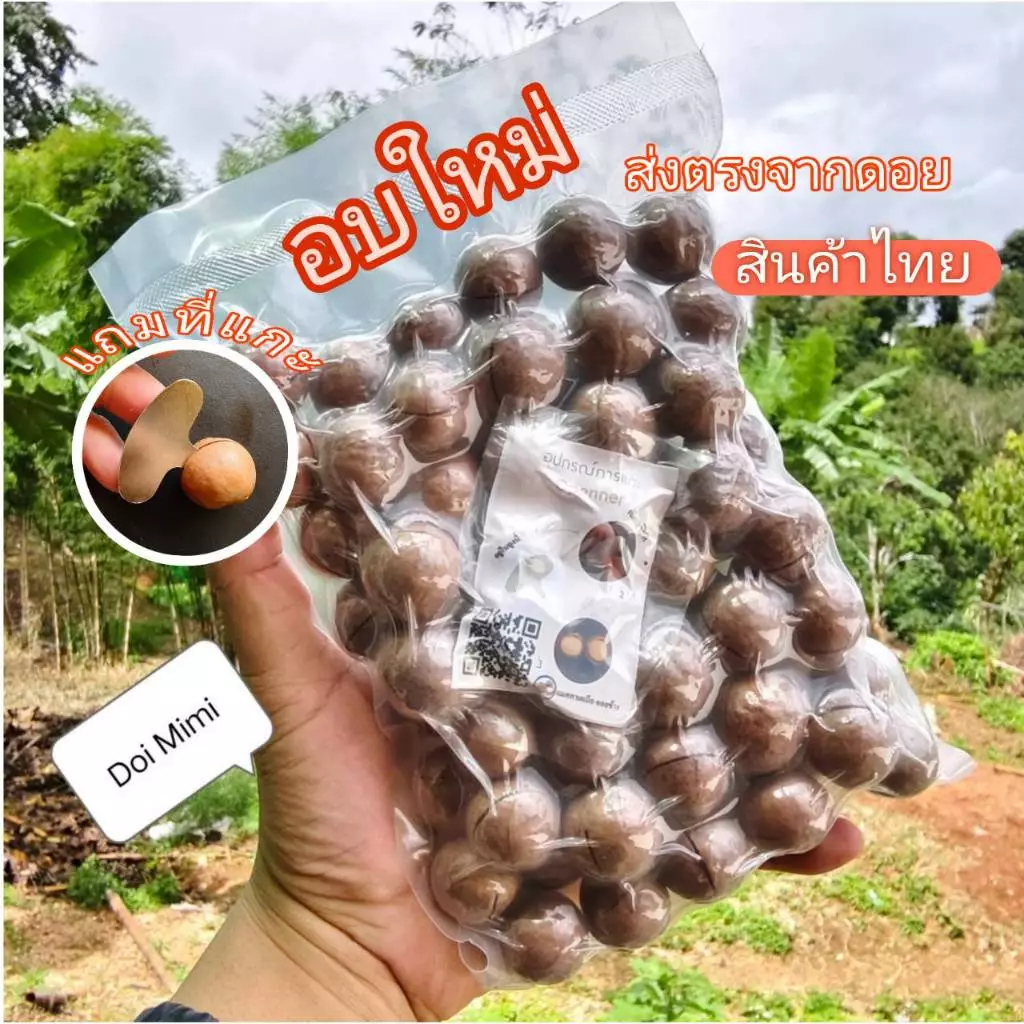 แมคคาเดเมีย ไทยแท้ อบพร้อมทาน macadamia อย่างดี กะลา