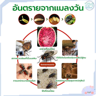 [ซื้อ 2ชิ้น ลด 20บาท] 24 กล่อง(600 ซอง) ดักแมลงวัน ผงไข่เน่า เหยื่อกำจัดแมลงวัน ฆ่าแมลงวันขั้นเทพ ตราไก่ ไล่แมลงวันออกไป