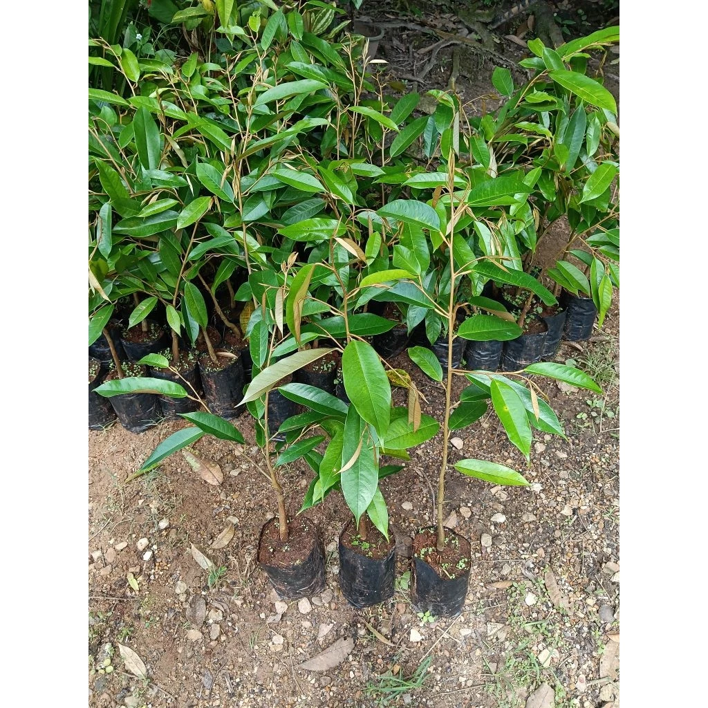 ต้นทุเรียนหมอนทองโล๊ะแปลง🌱จัดชุด 1ชุด 3 ต้น